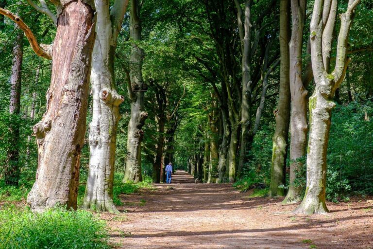 Wandeling Landgoed Zonnestraal